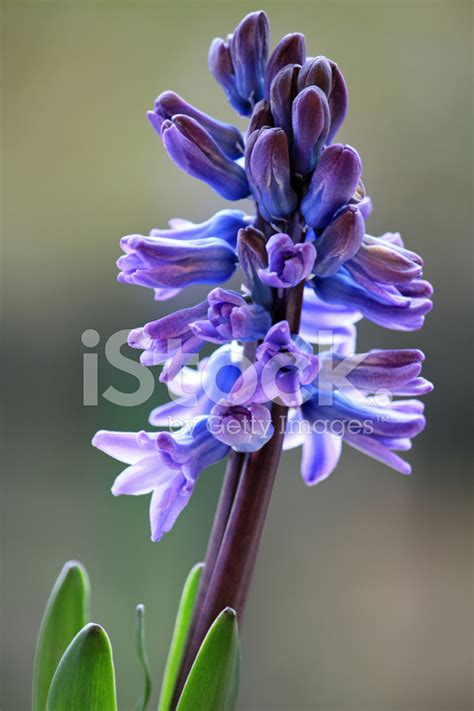 Purple Hyacinth Stock Photo | Royalty-Free | FreeImages