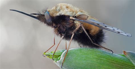 Beetles That Look Like Bees