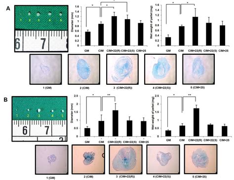 Effects Of Oxysterols On Chondrogenesis Of Human Adipose Derived Stem Cells