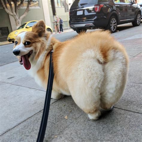 25 Gorgeous Photos Of Corgi Butts That Will Drive You Completely Nuts | Dogs Addict