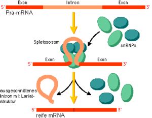 Molekularbiologie Der Zelle Teil Von Der Dna Zum Protein Darwinator