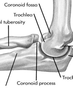 Biomechanics Elbow Wrist Flashcards Quizlet