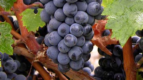 What is Cabernet Franc grape? - Arte Wine Shop