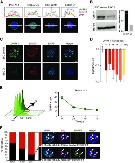 Uhrf Is Regulated At The Protein Level In I A Cellular Localization