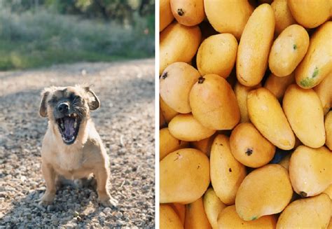 Dürfen Hunde Mango essen Eine umfassende Anleitung zur Ernährung von