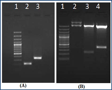 A Pcr Amplification Of Flp And Flp Genes From Cdna Of M