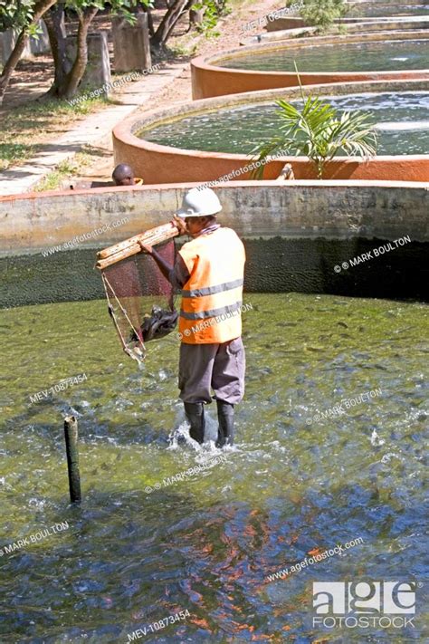 Harvesting Fish From Tilapia Cultivation Ponds Haller Park Mombasa