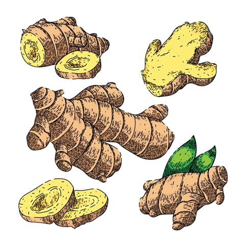 Premium Vector Ginger Root Food Set Sketch Hand Drawn Vector