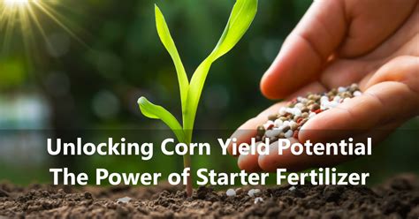 Unlocking Corn Yield Potential The Power Of Starter Fertilizer Agnote