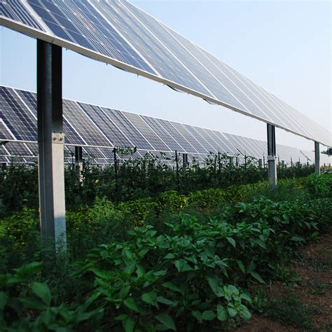 Agrivoltaic Solar Farms Offer Shocking Benefits Beyond 60 Off