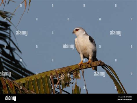 Black Shouldered Kite Elanus Caeruleus Hypoleucos Adult Hi Res Stock