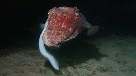 Giant Cuttlefish - SydneyDives