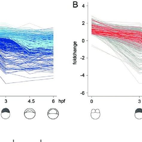 Figur e 1. Selected stages of zebrafish embryonic development. (A ... 