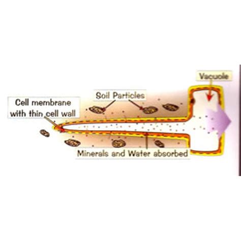 Labelled Diagram Of Root Hair Cell