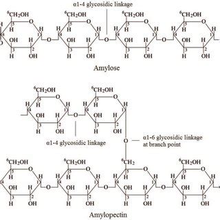 Structure of amylose and amylopectin in starch. | Download Scientific ...