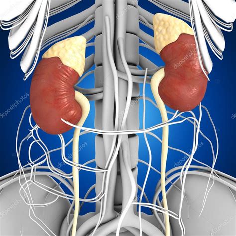 Los Rinones En El Cuerpo Humano