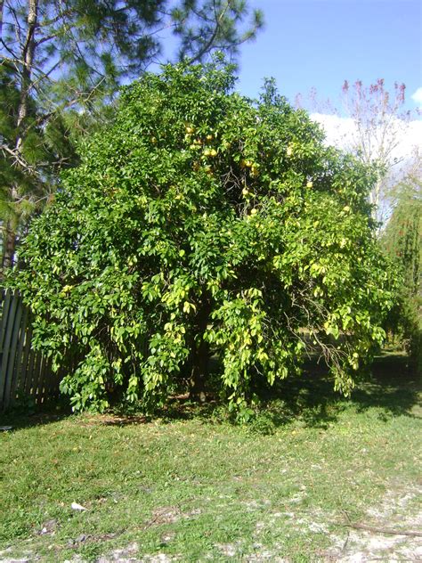 Buy Ruby Red Grapefruit Trees, For Sale in Orlando, Kissimmee