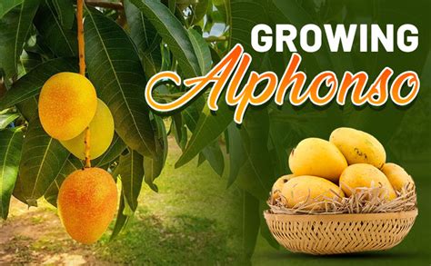 alphonso mangoes  long mango tree takes  bear fruits aam walla