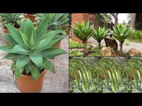 Essa Planta vai Ficar LINDA em seu JARDIM Agave Dragão Tromba de