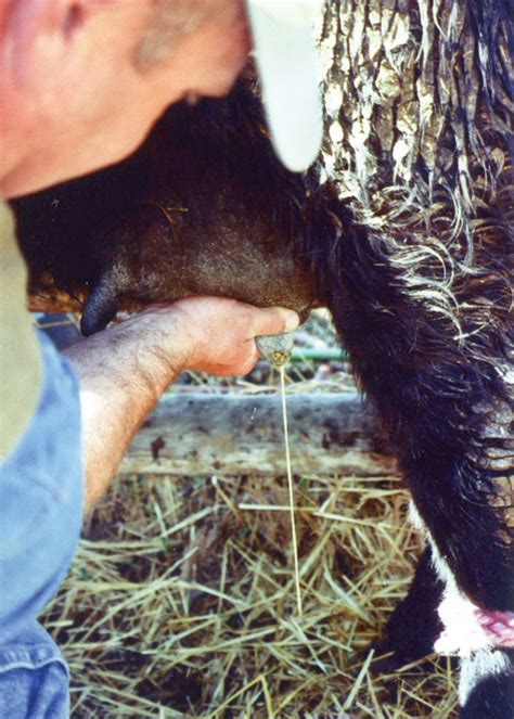 Practical care for mastitis in beef cows - Progressive Cattle | Ag Proud