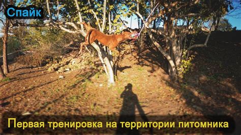 Питбуль Спайк открыл сезон тренировок на новой территории!!! Виселки на ...