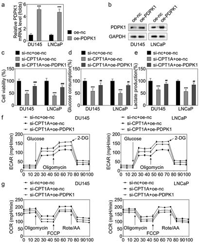 Full Article Cpt A Mediates The Succinylation Of Sp Which Activates