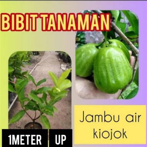 Jual Kg Bisa Bibit Jambu Air Kiojok Meter Shopee Indonesia