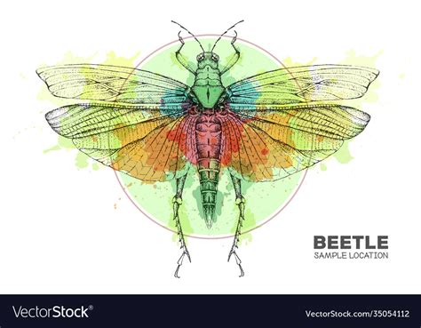 Realistic hand drawing grasshopper Royalty Free Vector Image