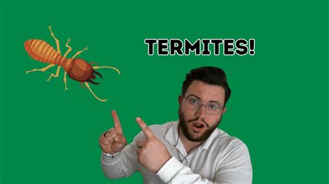 Termite Treatment Preferred Pest Management Pest Control Mosquito