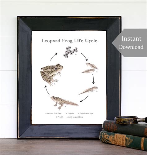 Leopard Frog Life Cycle Educational Printable Art A4 And 8x10 Watercolor Print School Room