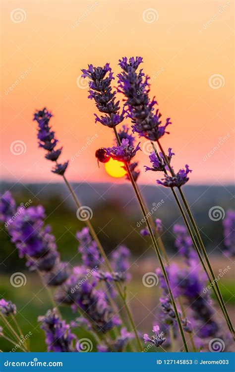 Sunrise Over Lavender Flowers Stock Image - Image of honey, lavender ...