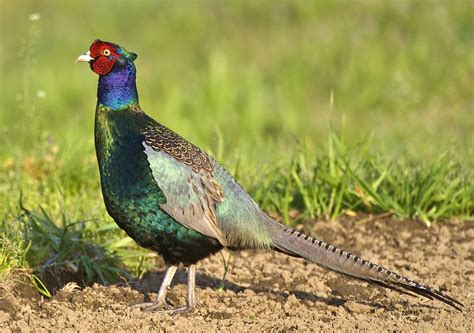 Green Pheasant / Phasianus versicolor photo call and song