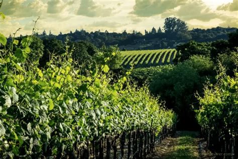 Ultimate Guide To Wine Tasting In Sonoma County Extranomical