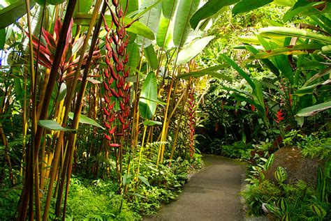 Tropical gardens, Hawaii | MATTHEW'S ISLAND