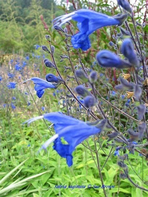 Plantfiles Pictures Salvia Species Arrow Leaf Sage Salvia Sagittata