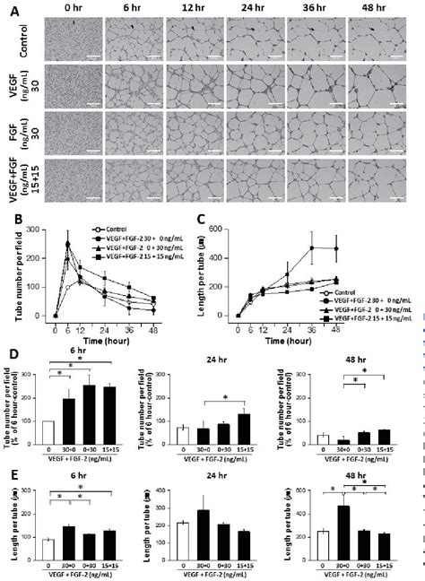 Pdf Advanced Tube Formation Assay Using Human Endothelial Colony