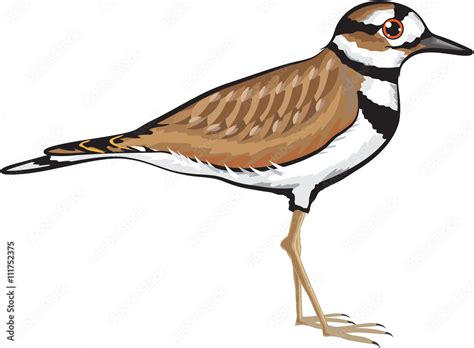 Photo Art Print Killdeer Bird Vector Illustration Simplified Drawing