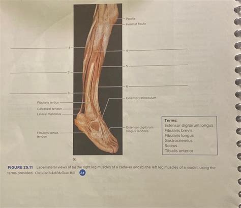 Solved Terms Extensor Digitorum Longus Fibularis Brevis