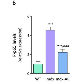 Effects of AdipoRon treatment on AMPK activity NFκB activity and