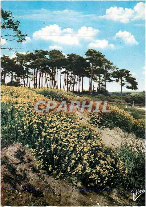 Carte Postale Moderne Plages Du Medoc Fleurs Des Dunes Les Immortelles