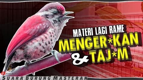 Ini Dia Materi Yang Lagi Rame Masteran Burung Terbaik Untuk Burung