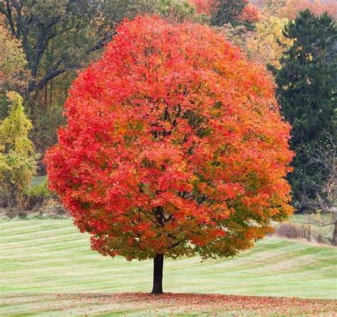 25 Types Of Maple Trees Pictures Identification Guide Chart