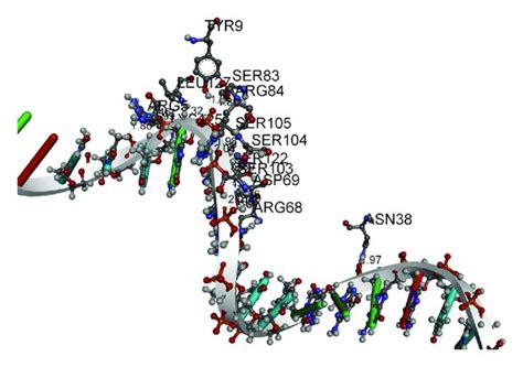 A Molecular Docking Of AtPOT1b SsDNA Without The Influence Of