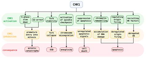 Cancers Free Full Text Clinical Candidates Targeting The Atrchk1