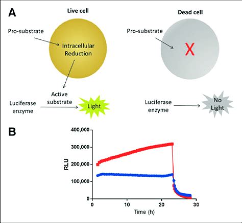 Real Time Cell Viability Assay A Real Time Cell Viability Assay