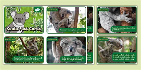 Koala Fact Cards Hecho Por Educadores Twinkl