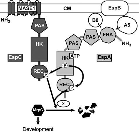 Model Of The Esp Signaling System Two Hybrid Histidine Kinases EspC