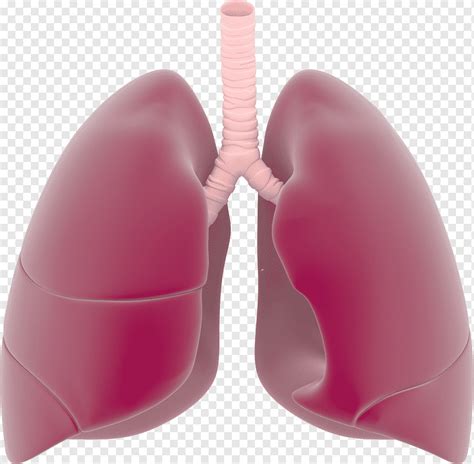 Lung Respiratory System Lungs S Heart Presentation Magenta Png