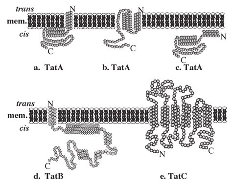 Predicted Structures And Topologies Of Tat Translocase Components A