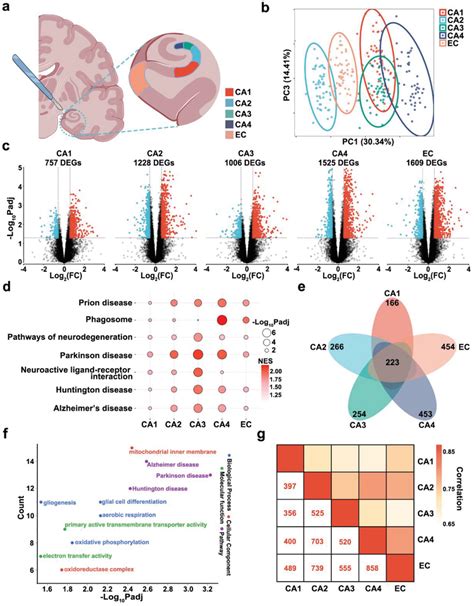 Transcriptomic profiling of hippocampal–entorhinal system subfields ... 